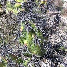 Baja (California)