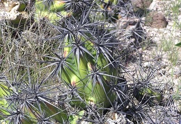 Baja (California)
