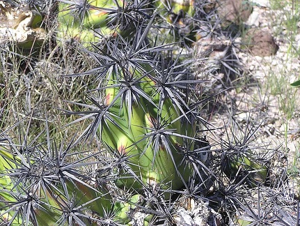Baja (California)