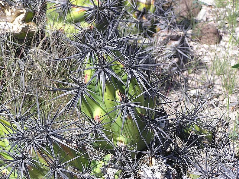 Baja (California)