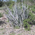 Baja (California)