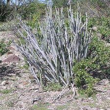 Baja (California)
