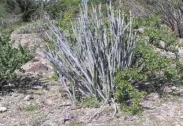 Baja (California)