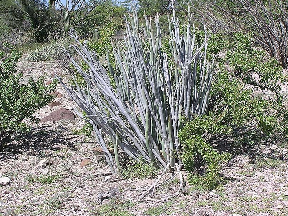 Baja (California)