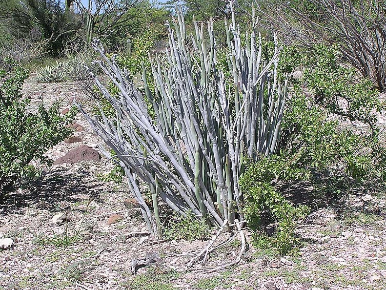 Baja (California)