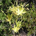 Baja (California)