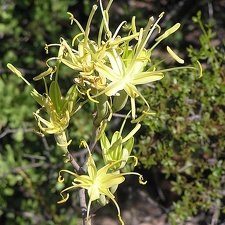 Baja (California)