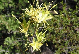 Baja (California)