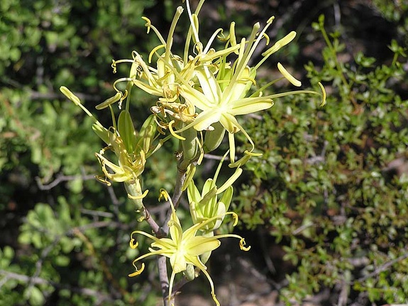 Baja (California)