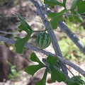 Baja (California)