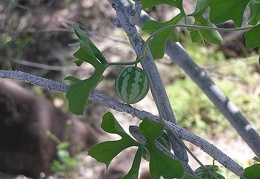 Baja (California)
