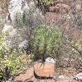 Baja (California)