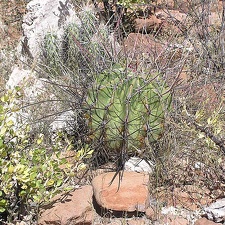 Baja (California)