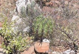 Baja (California)