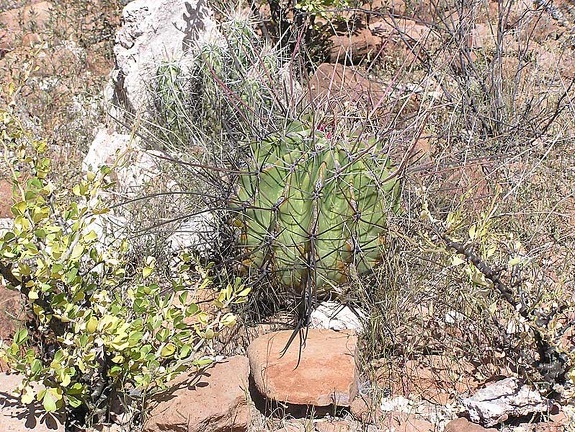 Baja (California)
