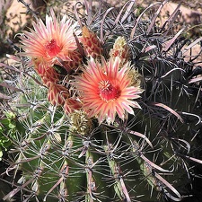 Baja (California)