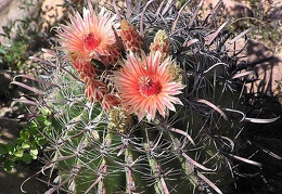Baja (California)