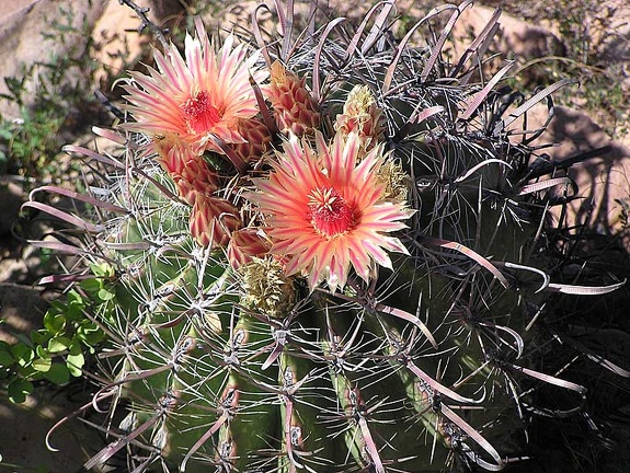 Baja (California)