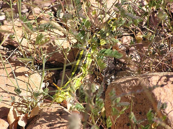 Baja (California)