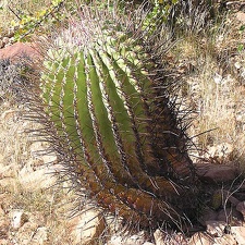 Baja (California)
