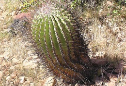 Baja (California)