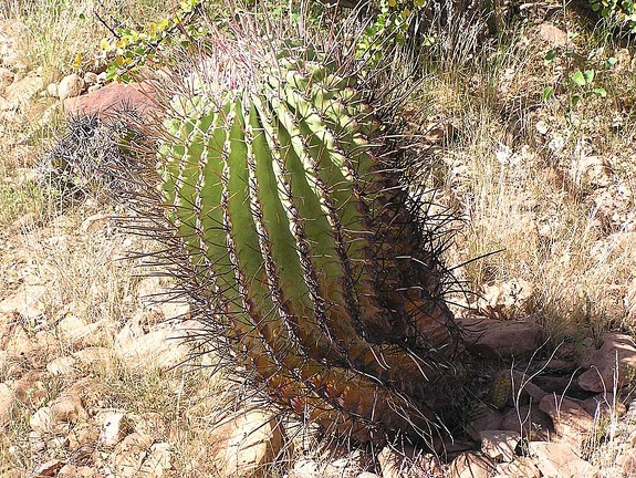 Baja (California)