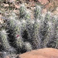 Baja (California)