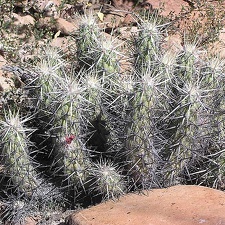 Baja (California)