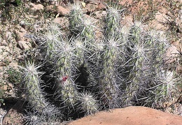 Baja (California)