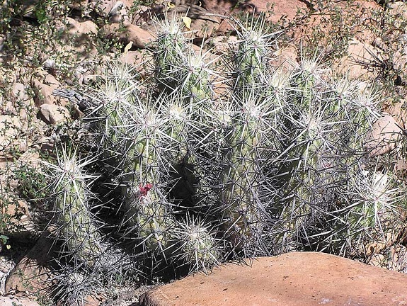 Baja (California)