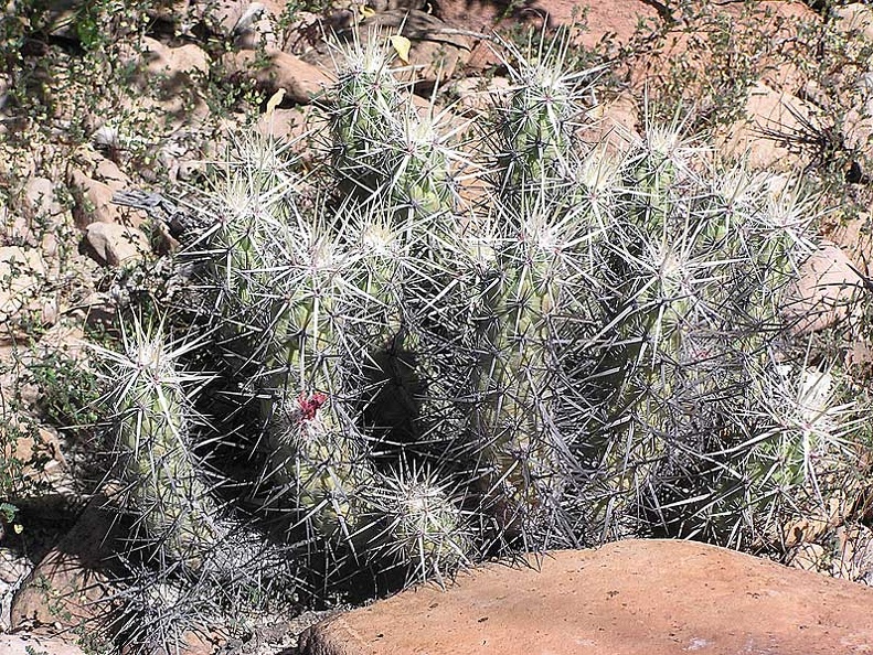 Baja (California)