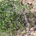 Baja (California)