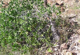 Baja (California)