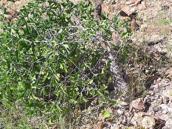 Baja (California)