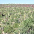 Baja (California)