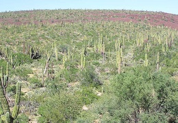 Baja (California)