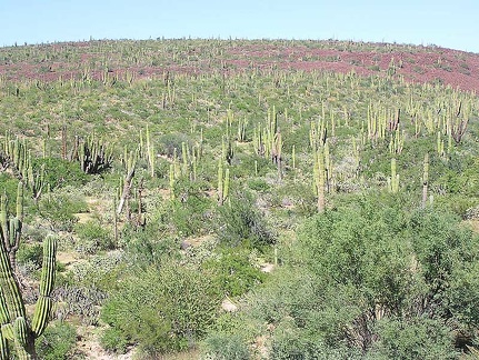 Baja (California)