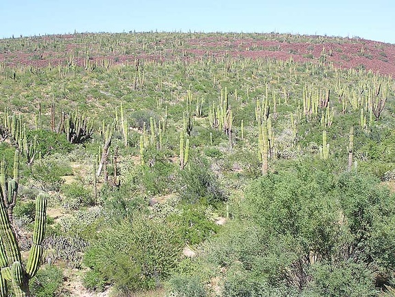 Baja (California)