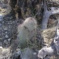 Baja (California)