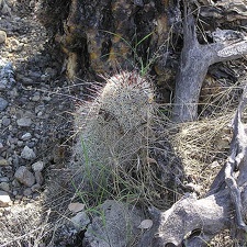 Baja (California)