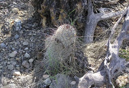 Baja (California)