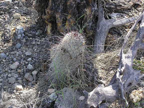 Baja (California)