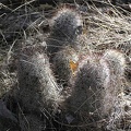 Baja (California)