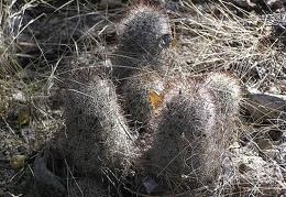 Baja (California)