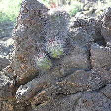 Baja (California)