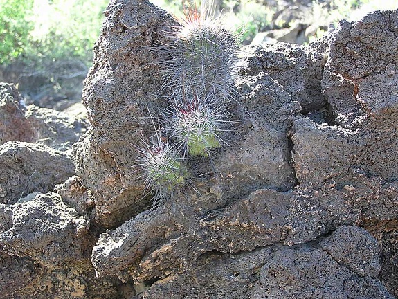 Baja (California)