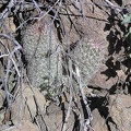 Baja (California)