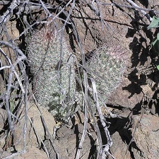 Baja (California)