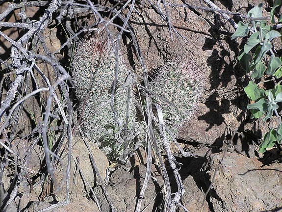 Baja (California)
