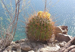 Baja (California)